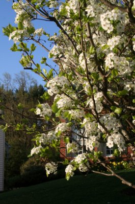 Trees in full bloom.